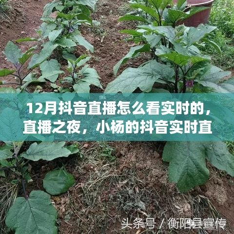 12月抖音直播實(shí)時(shí)觀看指南，小楊的暖心直播之旅與陪伴時(shí)刻