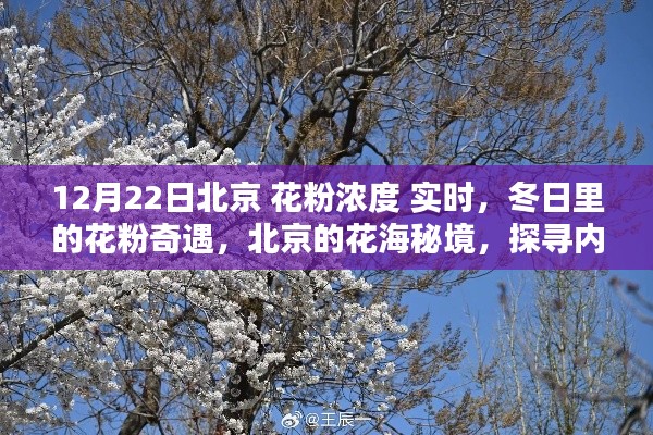 冬日北京花粉濃度實時探秘，探尋花海秘境中的內(nèi)心寧靜與和諧