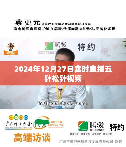 五針松針直播視頻，實時觀賞與解析