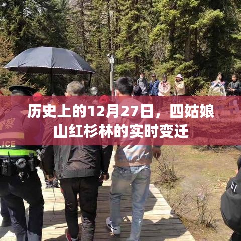 四姑娘山紅杉林實(shí)時(shí)變遷，歷史視角下的十二月二十七日觀察