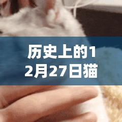 貓咪名字史上的熱門時(shí)刻，探尋貓咪名字變遷的歷程