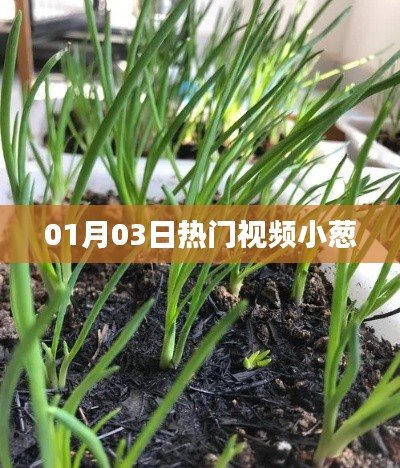 熱門(mén)視頻小蔥，最新流行趨勢(shì)一網(wǎng)打盡！