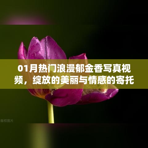 熱門郁金香寫真視頻，綻放美麗與情感寄托