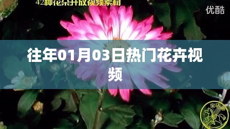 精選花卉視頻，歷年一月三日熱門(mén)盤(pán)點(diǎn)