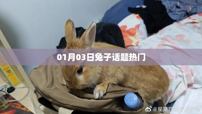兔子話題熱議，聚焦最新動(dòng)態(tài)