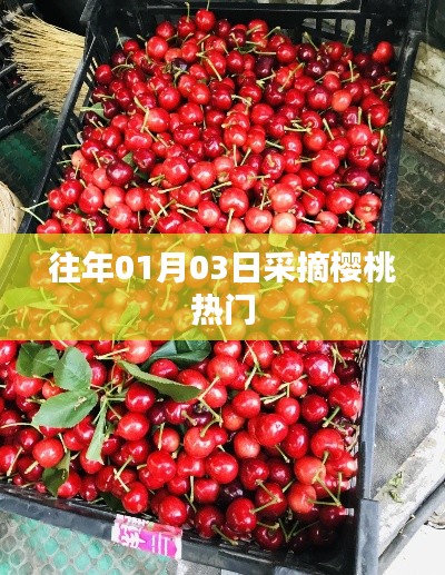 櫻桃采摘高峰，歷年一月初的盛況