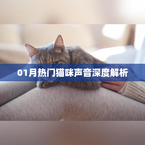 最新貓咪聲音解析，一月熱門喵聲探秘