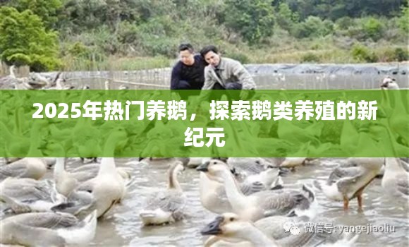 探索鵝類養(yǎng)殖新紀(jì)元，為何選擇養(yǎng)鵝成為熱門選擇？