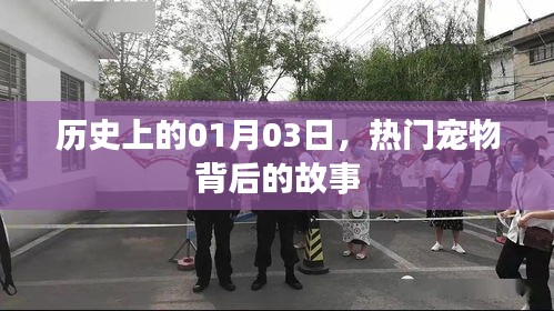 熱門寵物背后的故事，歷史上的1月3日揭秘