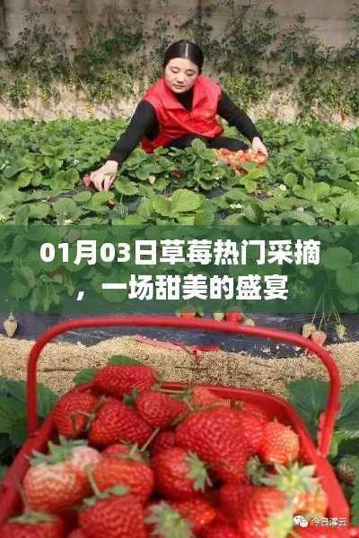 草莓盛宴，冬日采摘樂趣，盡享甜美時光