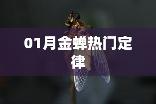 金蟬定律，揭秘一月份熱門趨勢