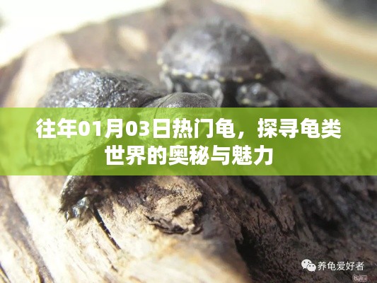 探尋龜類世界的奧秘與魅力，歷年熱門龜種回顧