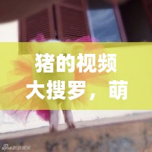 豬的視頻大搜羅，萌趣瞬間一網(wǎng)打盡！
