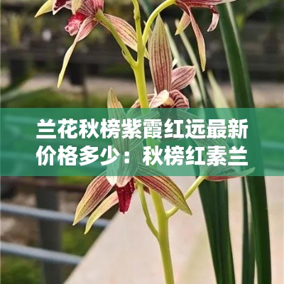 蘭花秋榜紫霞紅遠(yuǎn)最新價格多少：秋榜紅素蘭花圖片 