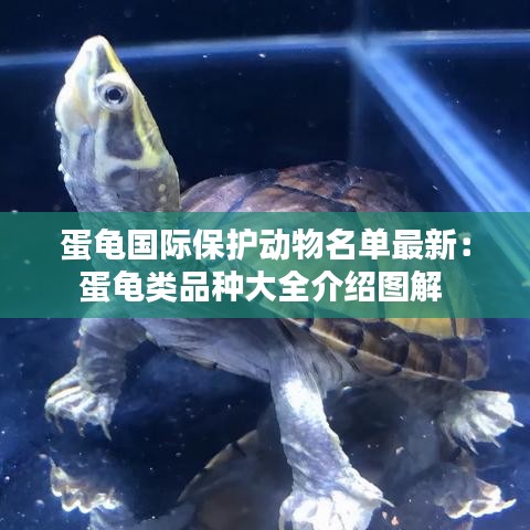 蛋龜國際保護(hù)動(dòng)物名單最新：蛋龜類品種大全介紹圖解 