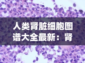 人類腎臟細胞圖譜大全最新：腎臟細胞手繪圖 