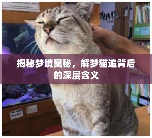 揭秘夢境奧秘，解夢貓追背后的深層含義