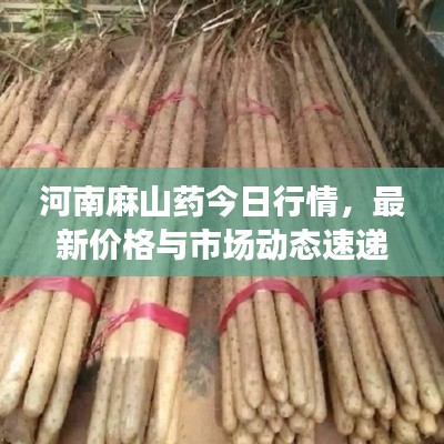 河南麻山藥今日行情，最新價(jià)格與市場(chǎng)動(dòng)態(tài)速遞