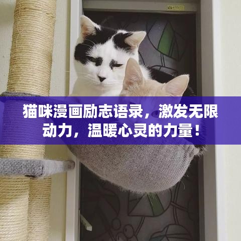 貓咪漫畫勵志語錄，激發(fā)無限動力，溫暖心靈的力量！