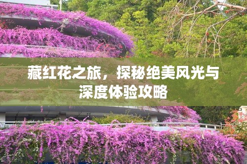 藏紅花之旅，探秘絕美風光與深度體驗攻略