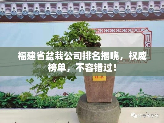 福建省盆栽公司排名揭曉，權(quán)威榜單，不容錯(cuò)過(guò)！