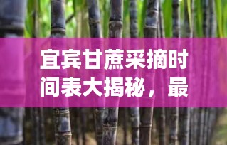 宜賓甘蔗采摘時間表大揭秘，最新時間表助你輕松掌握采摘好時機(jī)！