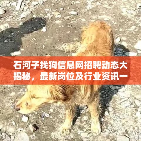 石河子找狗信息網(wǎng)招聘動態(tài)大揭秘，最新崗位及行業(yè)資訊一網(wǎng)打盡