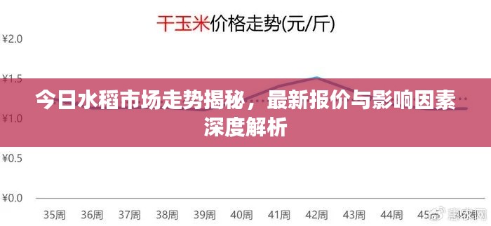 今日水稻市場走勢揭秘，最新報價與影響因素深度解析