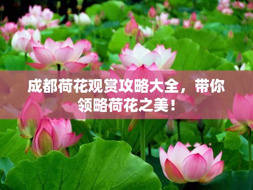 成都荷花觀賞攻略大全，帶你領(lǐng)略荷花之美！