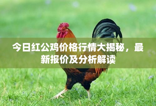 今日紅公雞價(jià)格行情大揭秘，最新報(bào)價(jià)及分析解讀