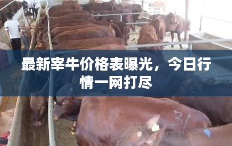 最新宰牛價(jià)格表曝光，今日行情一網(wǎng)打盡