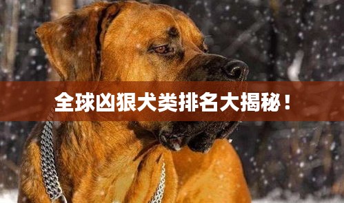 全球兇狠犬類排名大揭秘！