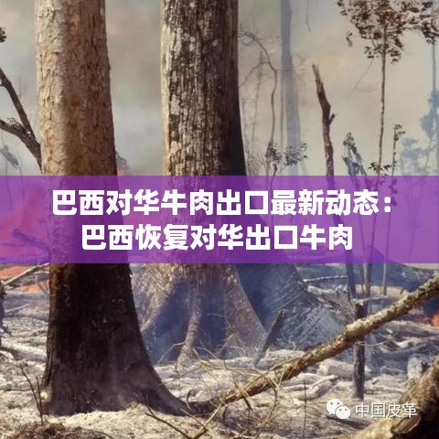 巴西對(duì)華牛肉出口最新動(dòng)態(tài)：巴西恢復(fù)對(duì)華出口牛肉 