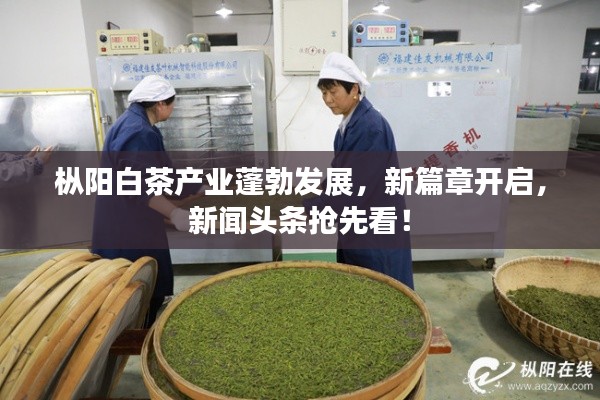 樅陽白茶產(chǎn)業(yè)蓬勃發(fā)展，新篇章開啟，新聞?lì)^條搶先看！
