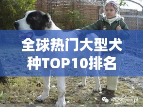全球熱門大型犬種TOP10排名，你最想養(yǎng)哪一種？