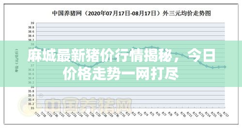 麻城最新豬價行情揭秘，今日價格走勢一網(wǎng)打盡