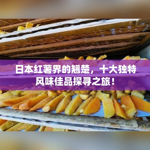 日本紅薯界的翹楚，十大獨(dú)特風(fēng)味佳品探尋之旅！