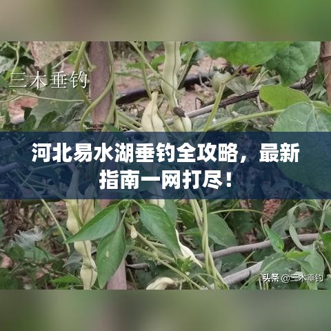 河北易水湖垂釣全攻略，最新指南一網(wǎng)打盡！