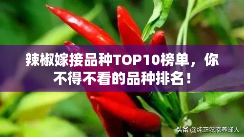 辣椒嫁接品種TOP10榜單，你不得不看的品種排名！