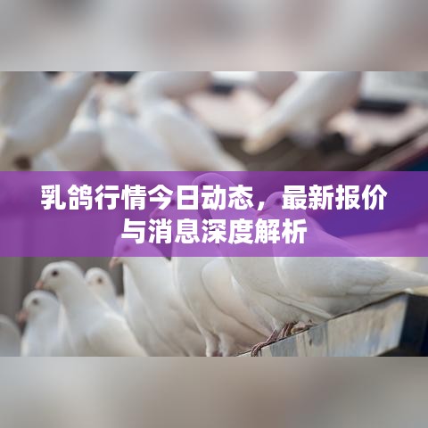 乳鴿行情今日動態(tài)，最新報(bào)價(jià)與消息深度解析