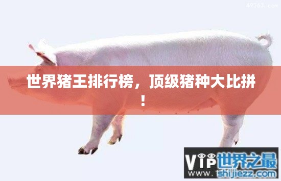 世界豬王排行榜，頂級(jí)豬種大比拼！
