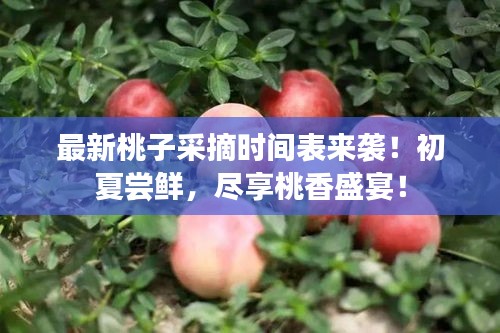 最新桃子采摘時間表來襲！初夏嘗鮮，盡享桃香盛宴！