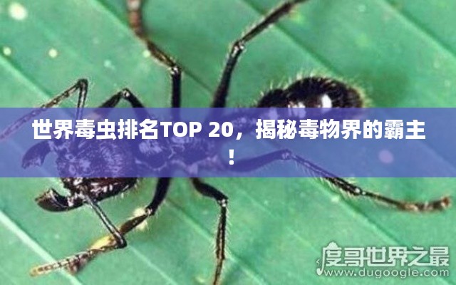 世界毒蟲排名TOP 20，揭秘毒物界的霸主！