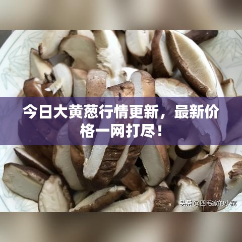 今日大黃蔥行情更新，最新價(jià)格一網(wǎng)打盡！