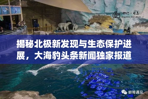 揭秘北極新發(fā)現(xiàn)與生態(tài)保護(hù)進(jìn)展，大海豹頭條新聞獨(dú)家報(bào)道