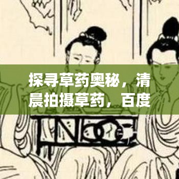 探尋草藥奧秘，清晨拍攝草藥，百度帶你領(lǐng)略自然之美！