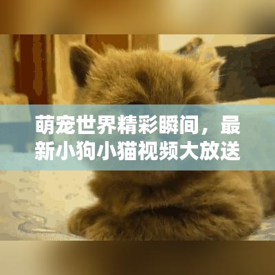 萌寵世界精彩瞬間，最新小狗小貓視頻大放送！