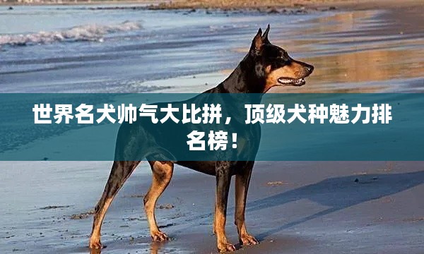 世界名犬帥氣大比拼，頂級(jí)犬種魅力排名榜！