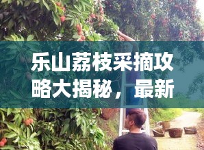 樂(lè)山荔枝采摘攻略大揭秘，最新指南助你暢游荔枝園