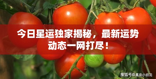 今日星運獨家揭秘，最新運勢動態(tài)一網(wǎng)打盡！
